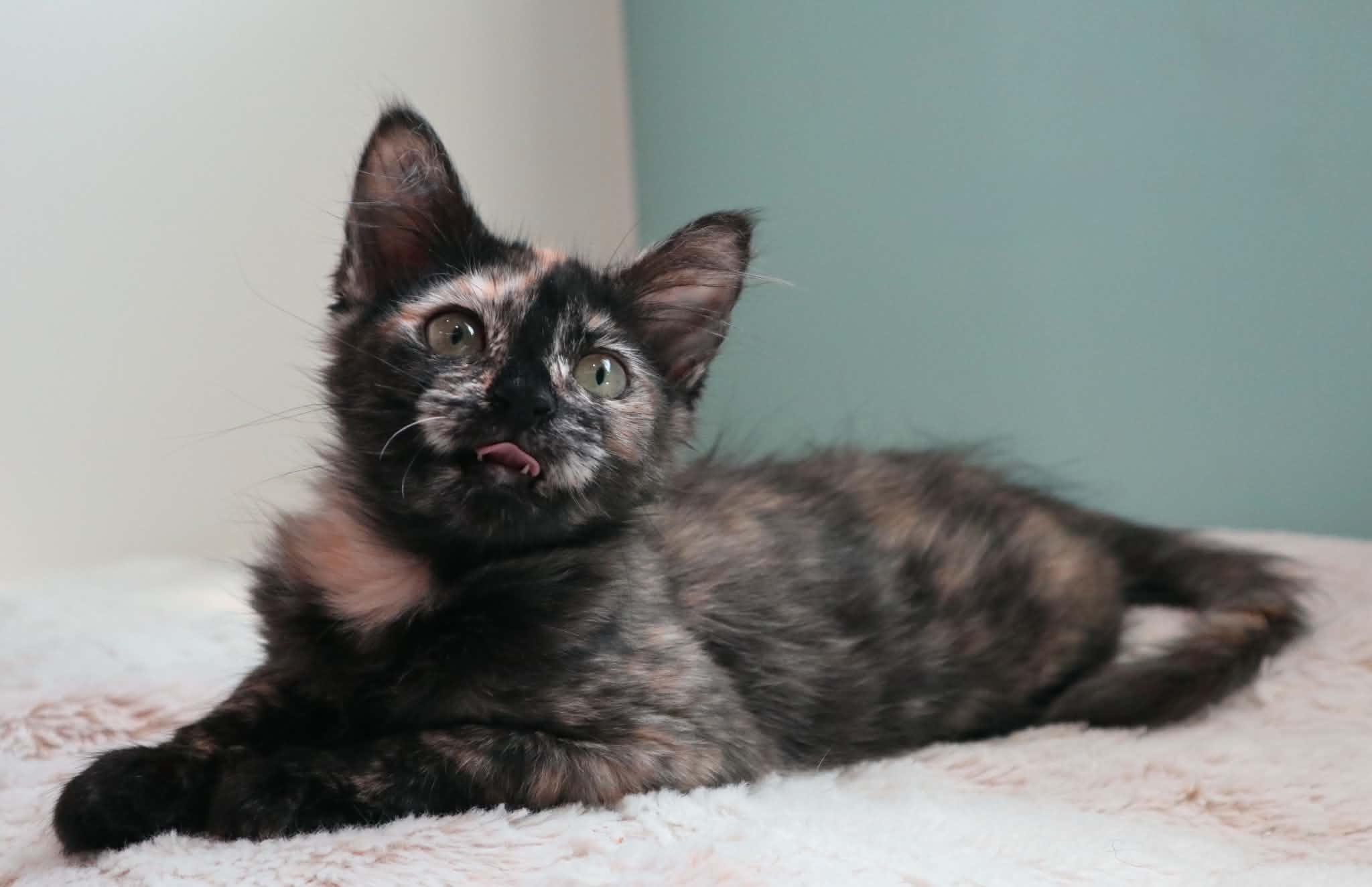 Enlarge Doodles, a ADOPTABLE Domestic Medium Hair in Santa Maria, CA image 4/4