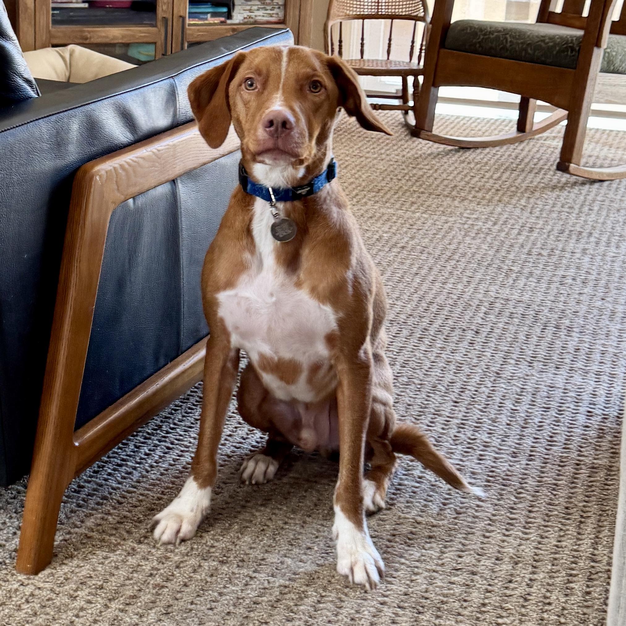 Bucket - 20040978 - CA, Adopted, Young Male Brittany Spaniel & Labrador Retriever.
