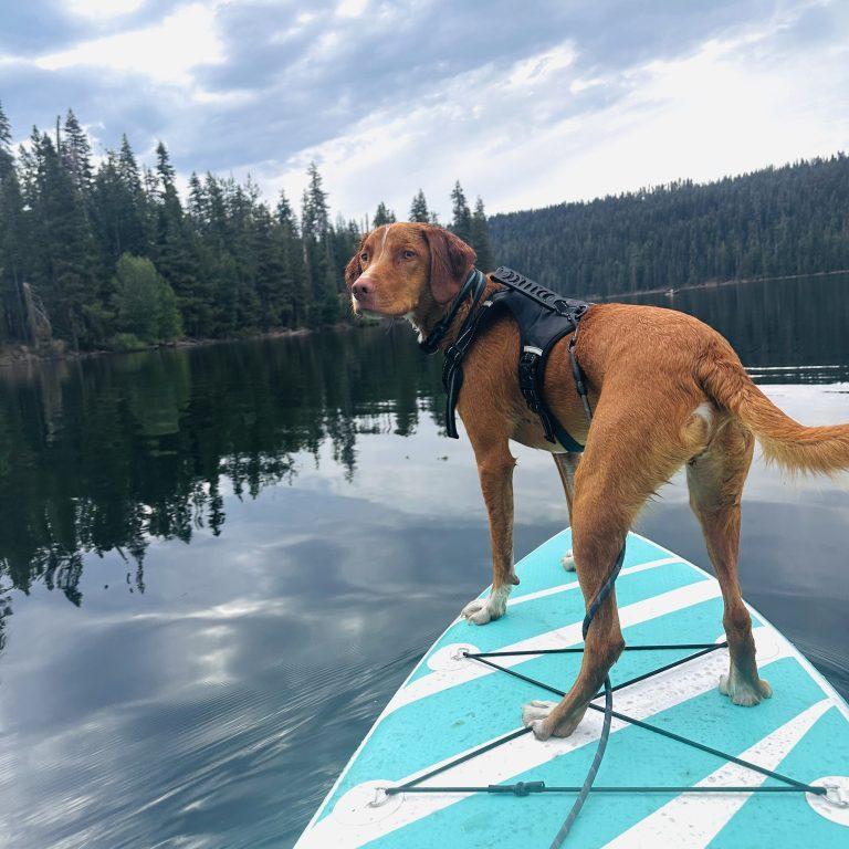Enlarge Bucket - 20040978 - CA, a Adopted mixed breed in San Francisco, CA image 2/5