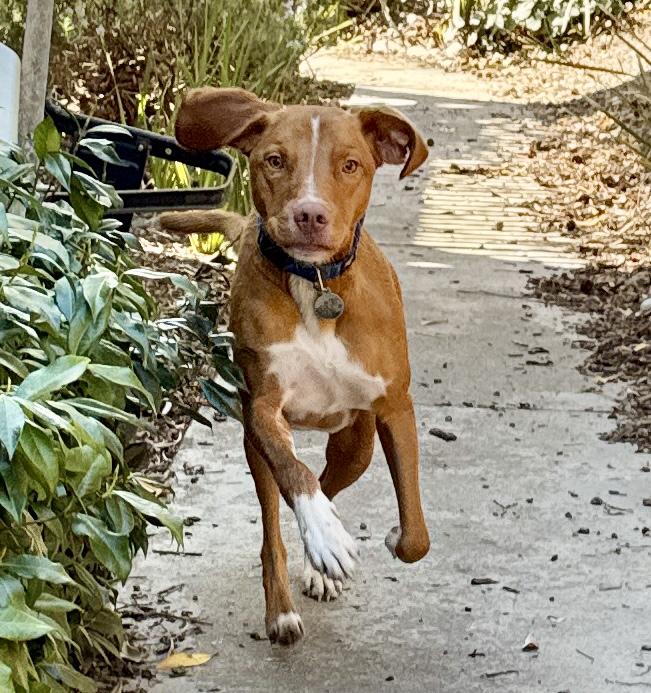 Enlarge Bucket - 20040978 - CA, a Adopted mixed breed in San Francisco, CA image 3/5