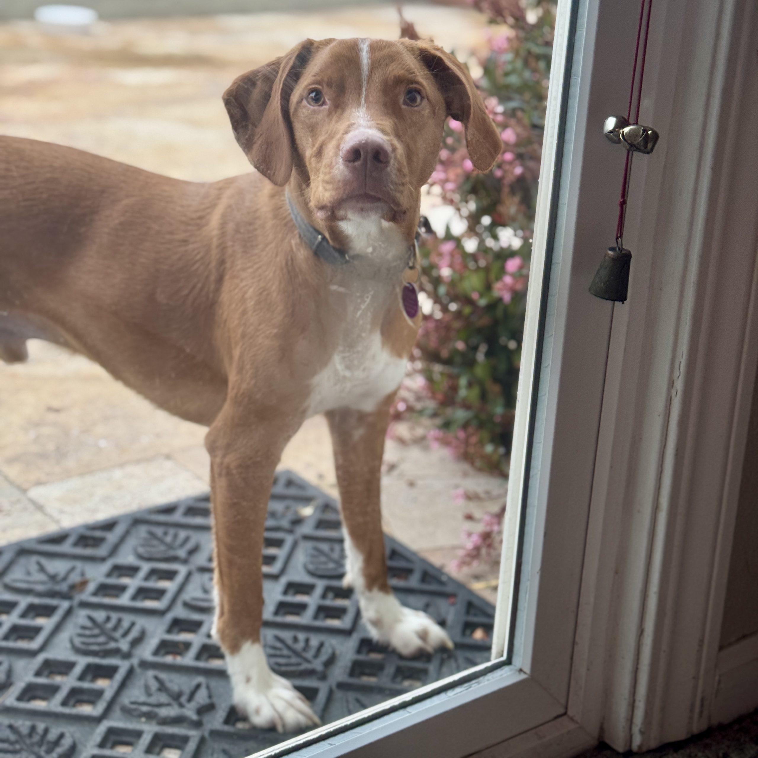 Enlarge Bucket - 20040978 - CA, a Adopted mixed breed in San Francisco, CA image 4/5