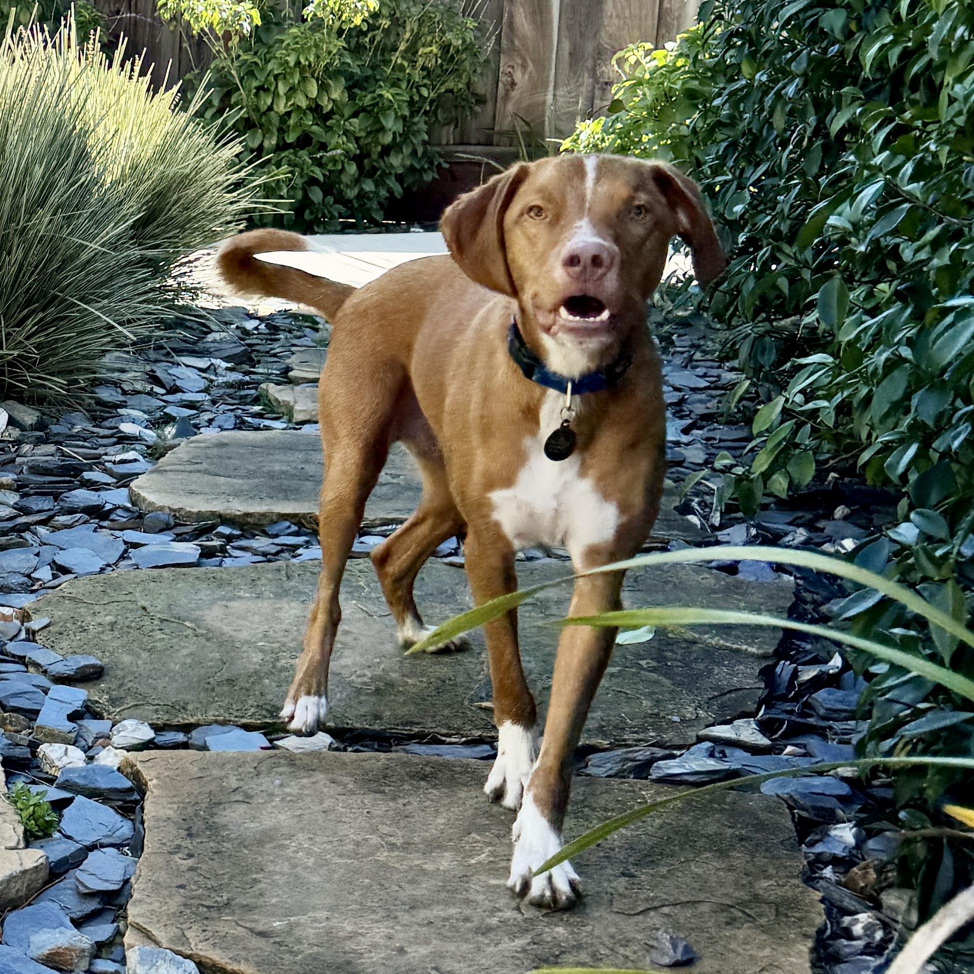 Enlarge Bucket - 20040978 - CA, a Adopted mixed breed in San Francisco, CA image 5/5