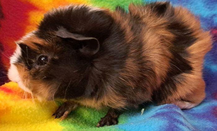 Lennon, a ADOPTABLE Abyssinian in Gary, IN image 2/3