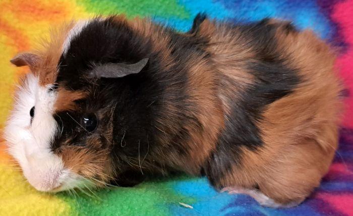 Lennon, a ADOPTABLE Abyssinian in Gary, IN image 3/3