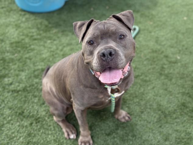 BLUE, Adoptable, Adult Female Pit Bull Terrier & Mixed Breed.