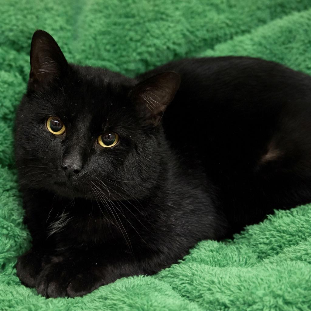 Jasper, Adoptable, Adult Male Domestic Short Hair.