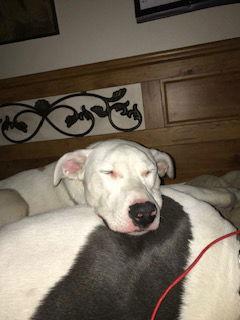 Enlarge Lady, a Adoptable Cattle Dog in Westminster, CO image 2/6