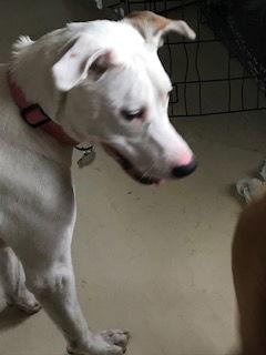 Lady, Adoptable, Young Female Cattle Dog.