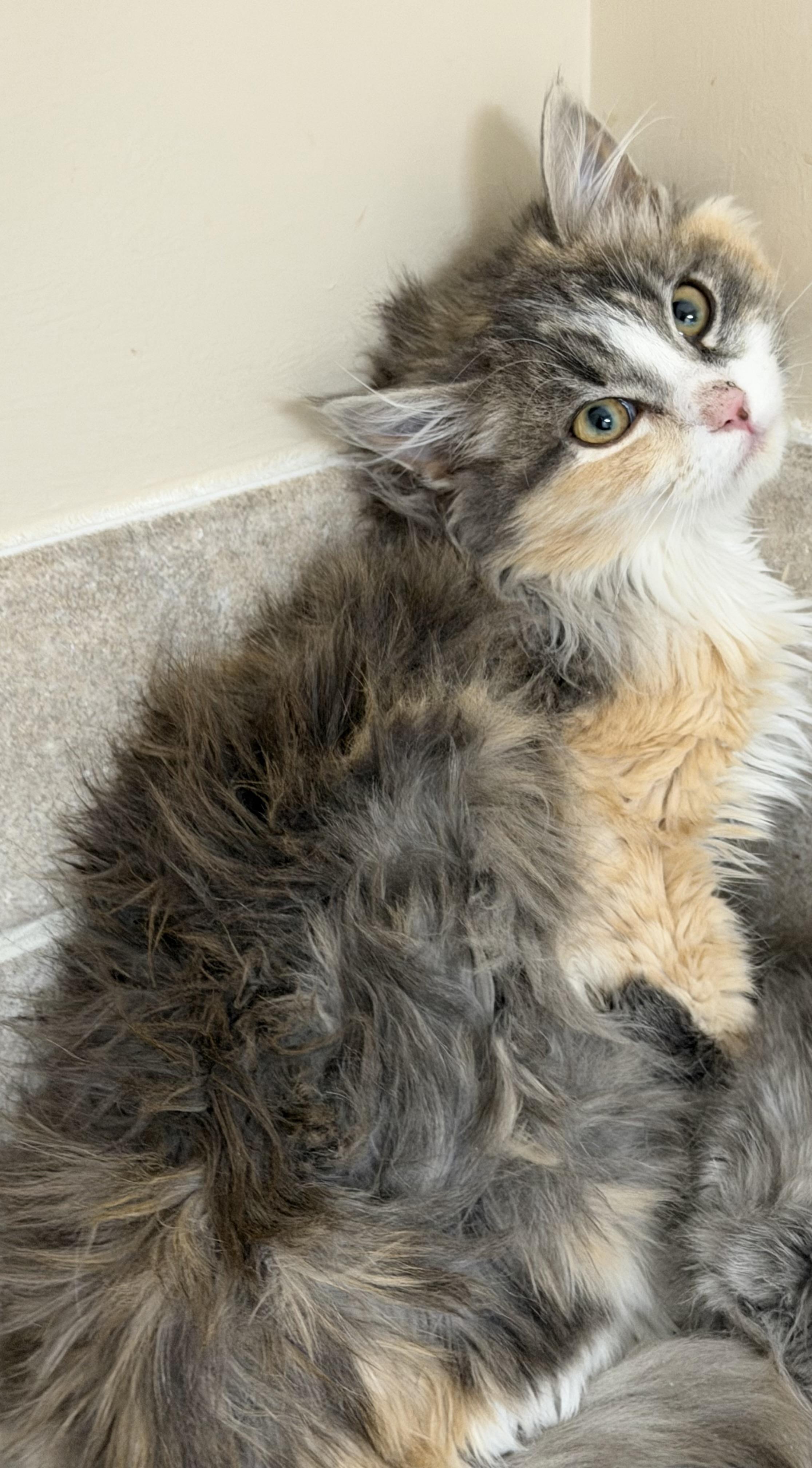 Enlarge Monella, an adopted Domestic Long Hair in Woodstock, GA image 2/3