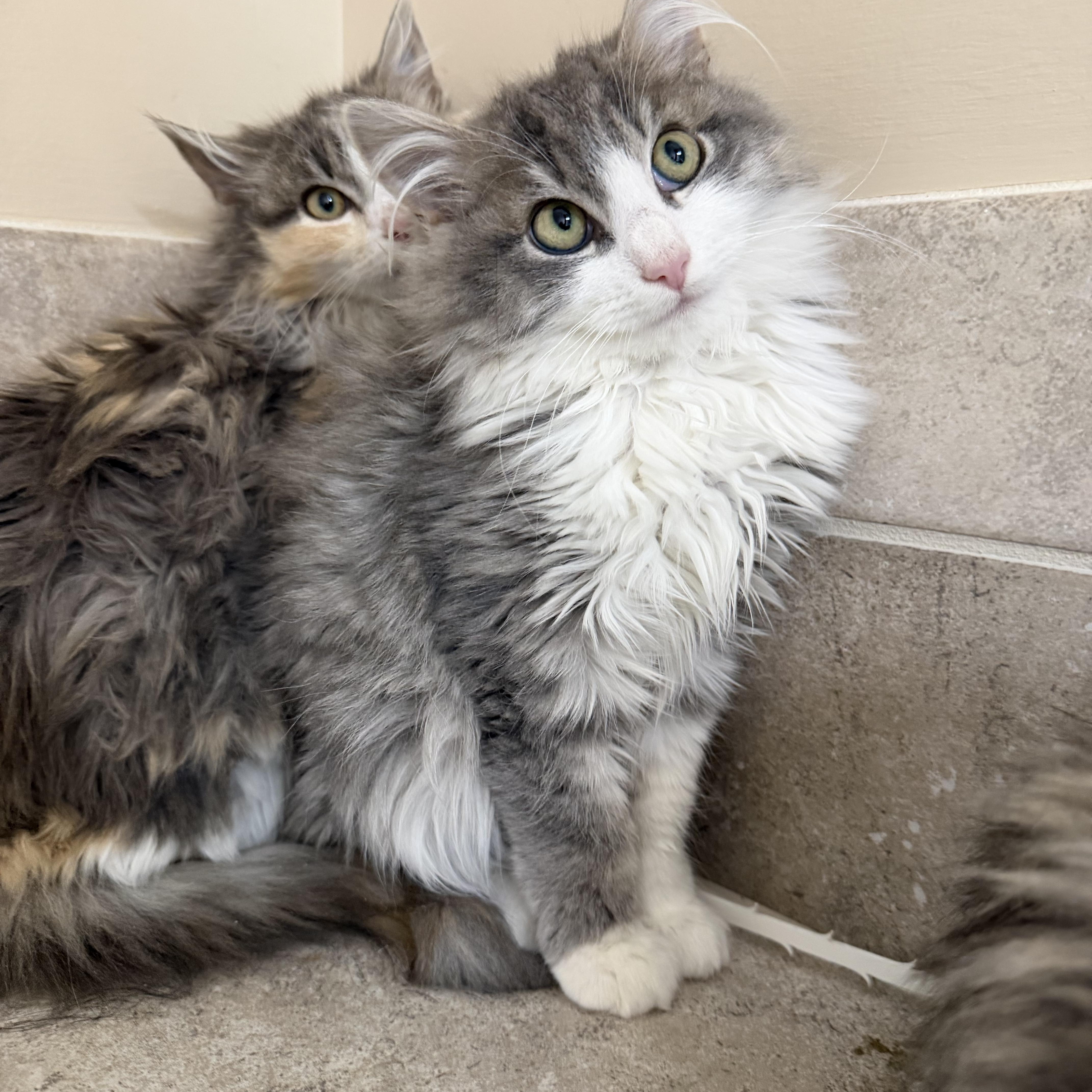 Enlarge Monella, an adopted Domestic Long Hair in Woodstock, GA image 3/3