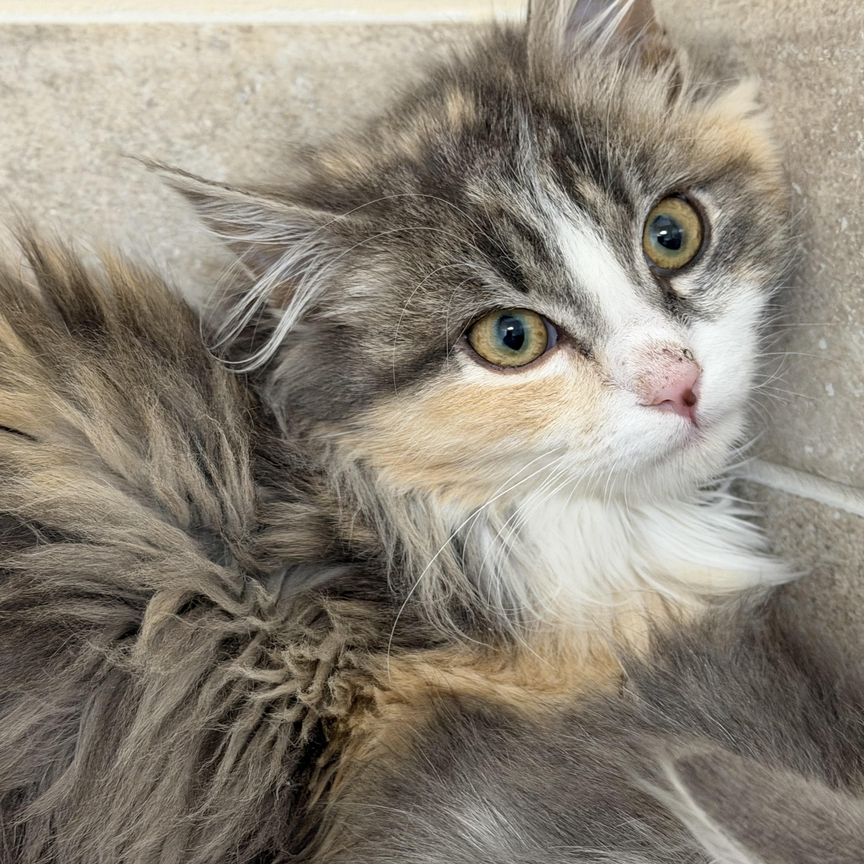 Enlarge Monella, an adopted Domestic Long Hair in Woodstock, GA image 1/3