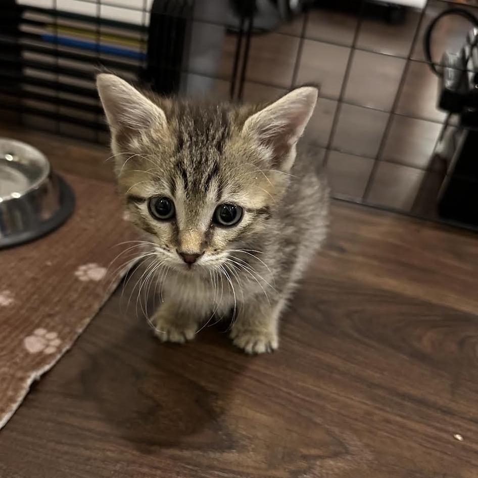Enlarge Ross, a Adoptable Domestic Short Hair in Madison, WI image 1/6