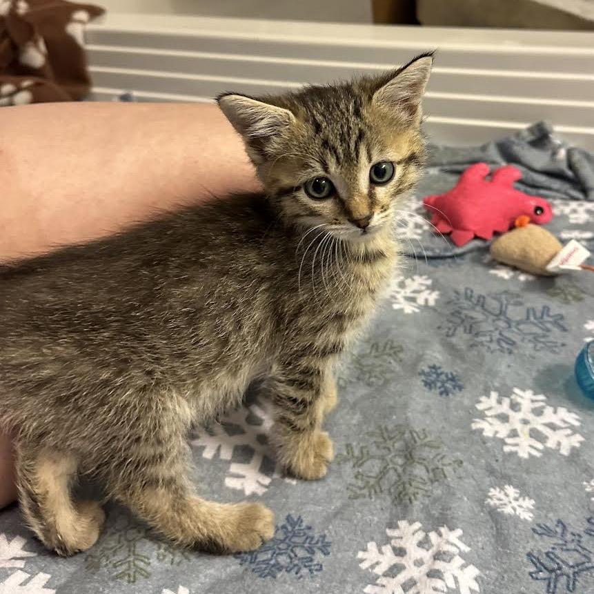 Enlarge Ross, a Adoptable Domestic Short Hair in Madison, WI image 3/6