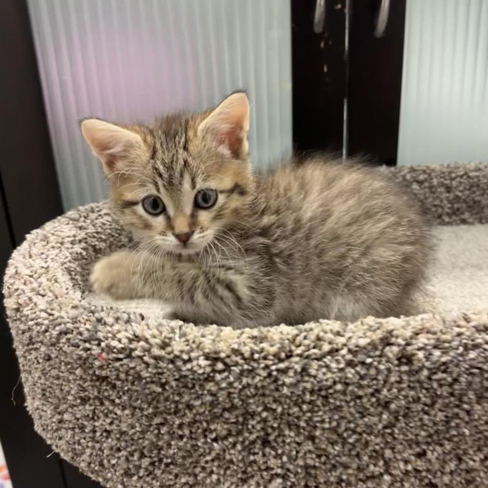 Enlarge Ross, a Adoptable Domestic Short Hair in Madison, WI image 5/6
