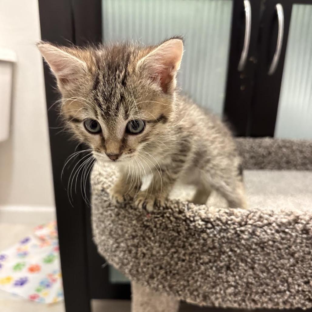 Enlarge Ross, a Adoptable Domestic Short Hair in Madison, WI image 6/6