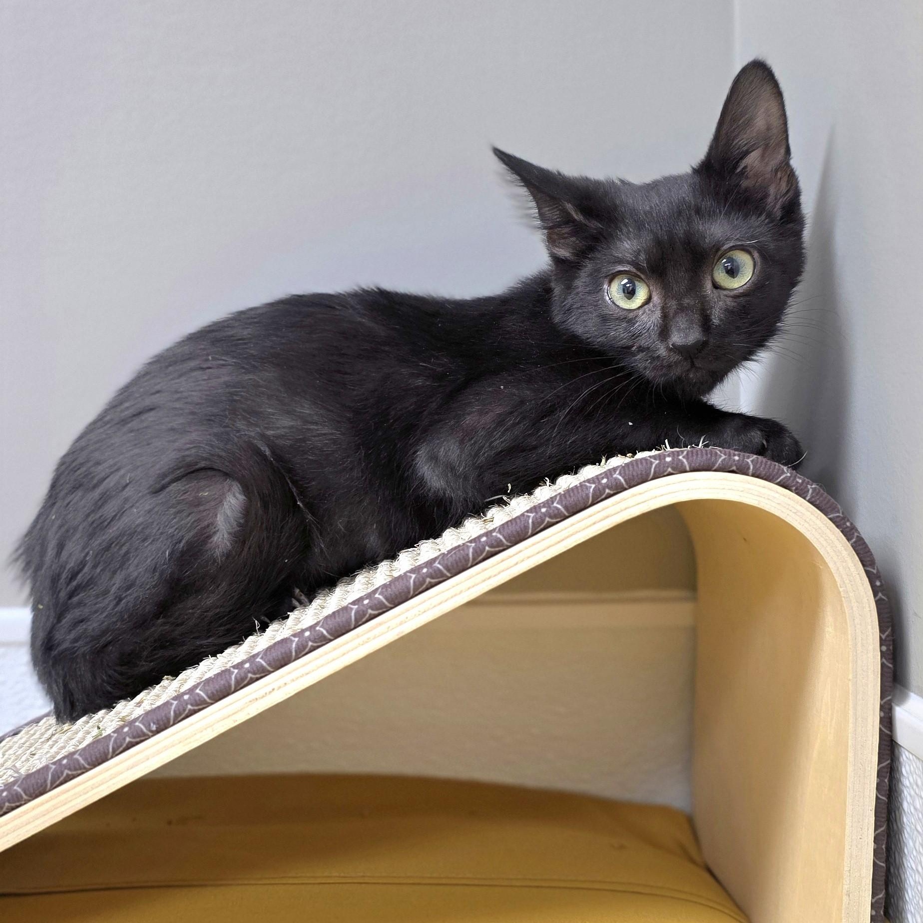 Marley, ADOPTABLE, Young Female Domestic Short Hair.