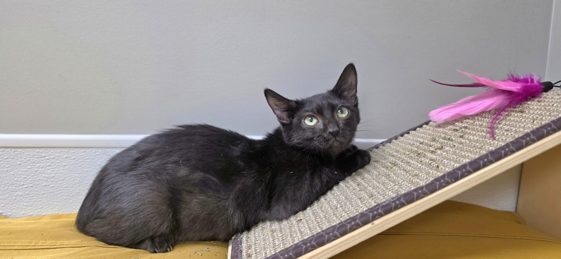 Enlarge Marley, a ADOPTABLE mixed breed in Shepherdsville, KY image 4/4