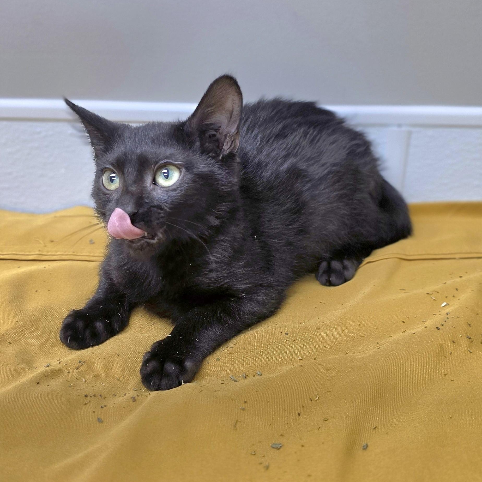 Enlarge Marley, a ADOPTABLE mixed breed in Shepherdsville, KY image 2/4
