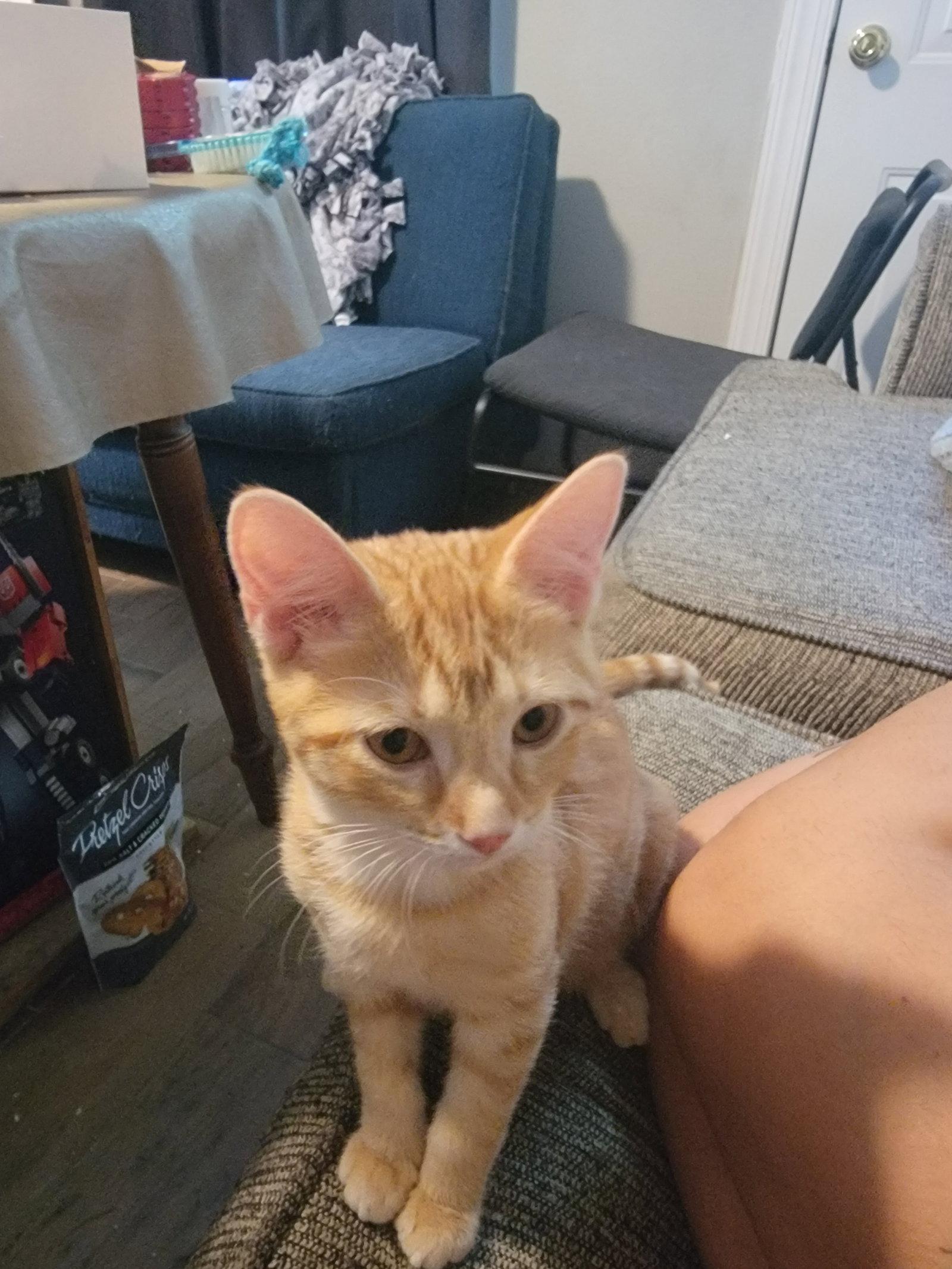 Enlarge Mayhem (8737) Adopted, a Adopted Domestic Short Hair in Wesley Chapel, FL image 1/2