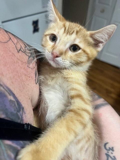 Enlarge Mayhem (8737) Adopted, a Adopted Domestic Short Hair in Wesley Chapel, FL image 2/2