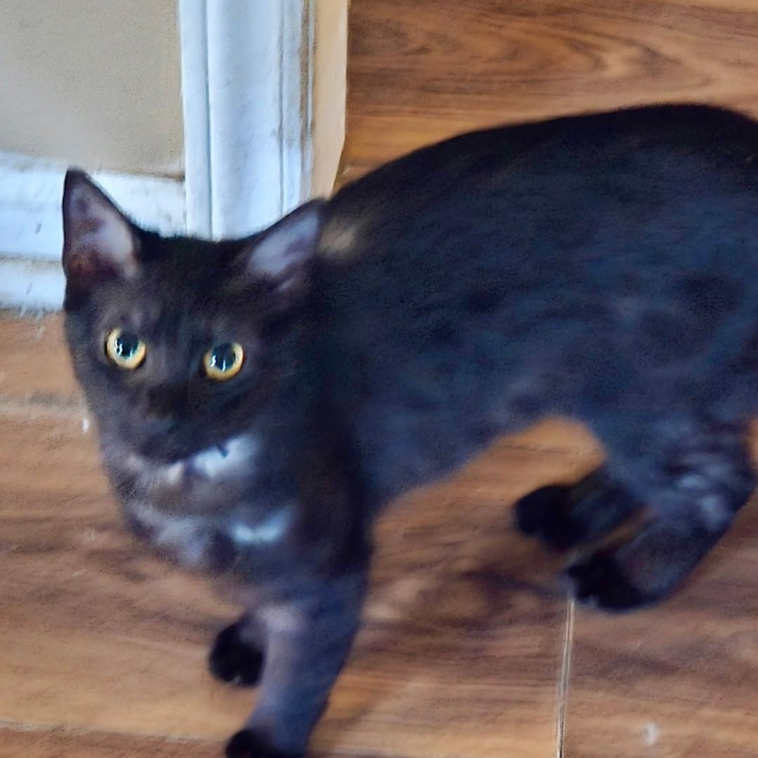 Enlarge Angel, a ADOPTABLE Domestic Short Hair in Gastonia, NC image 2/2