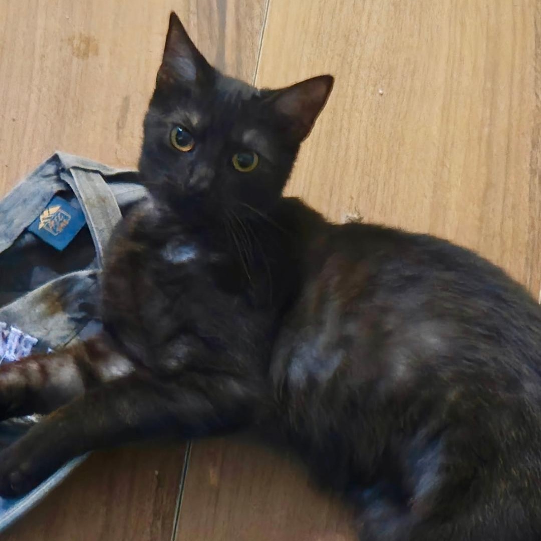 Angel, ADOPTABLE, Young Female Domestic Short Hair.