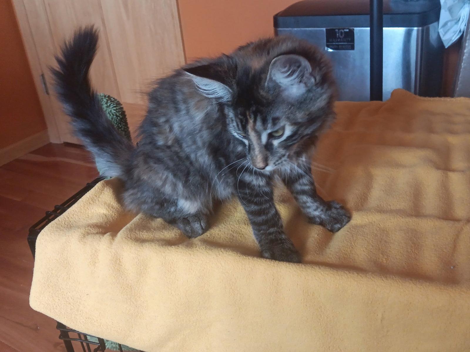 Sunflower, Adoptable, Kitten Female Domestic Long Hair & Tabby.