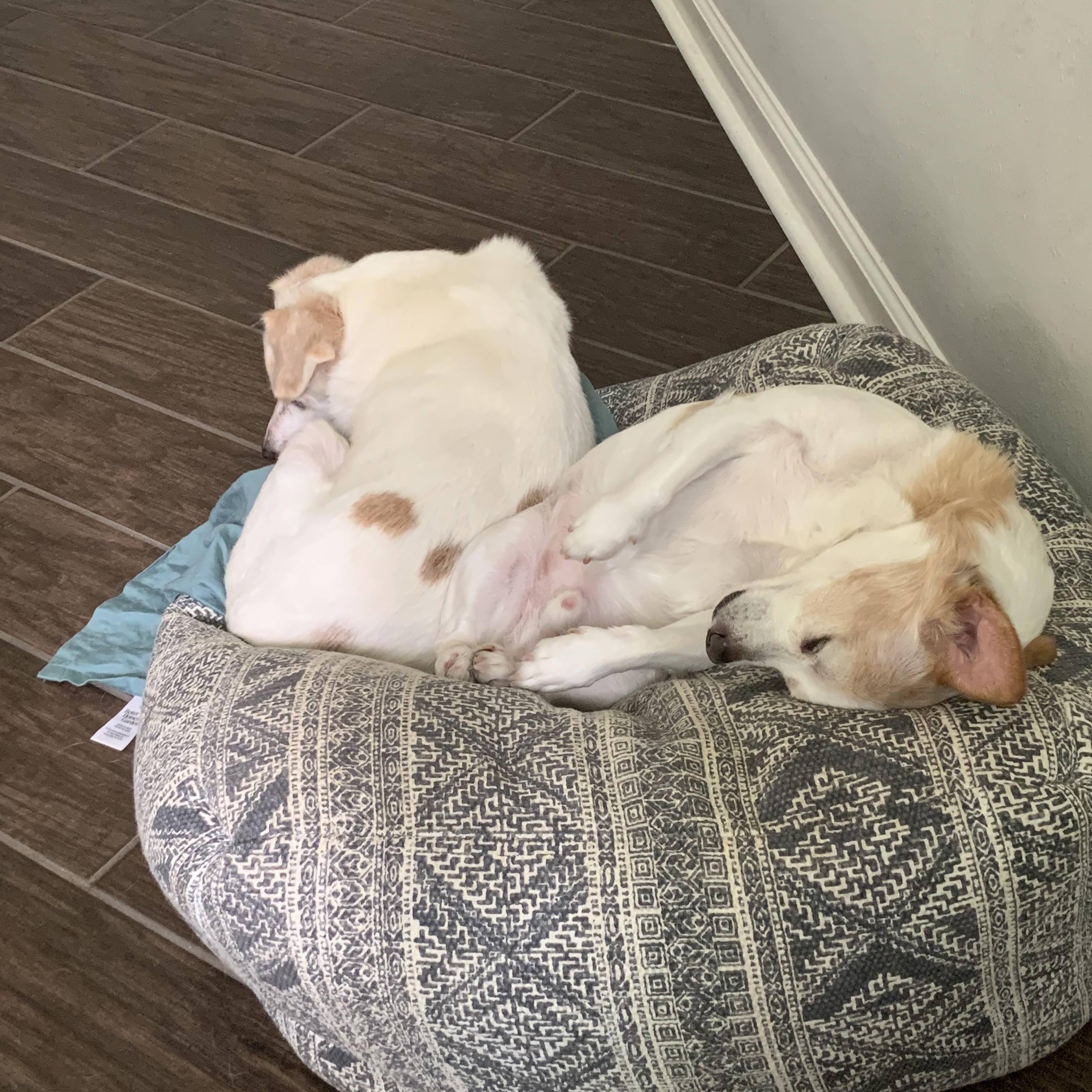 Chip and Dale, Adoptable, Senior Male Chihuahua & Corgi.