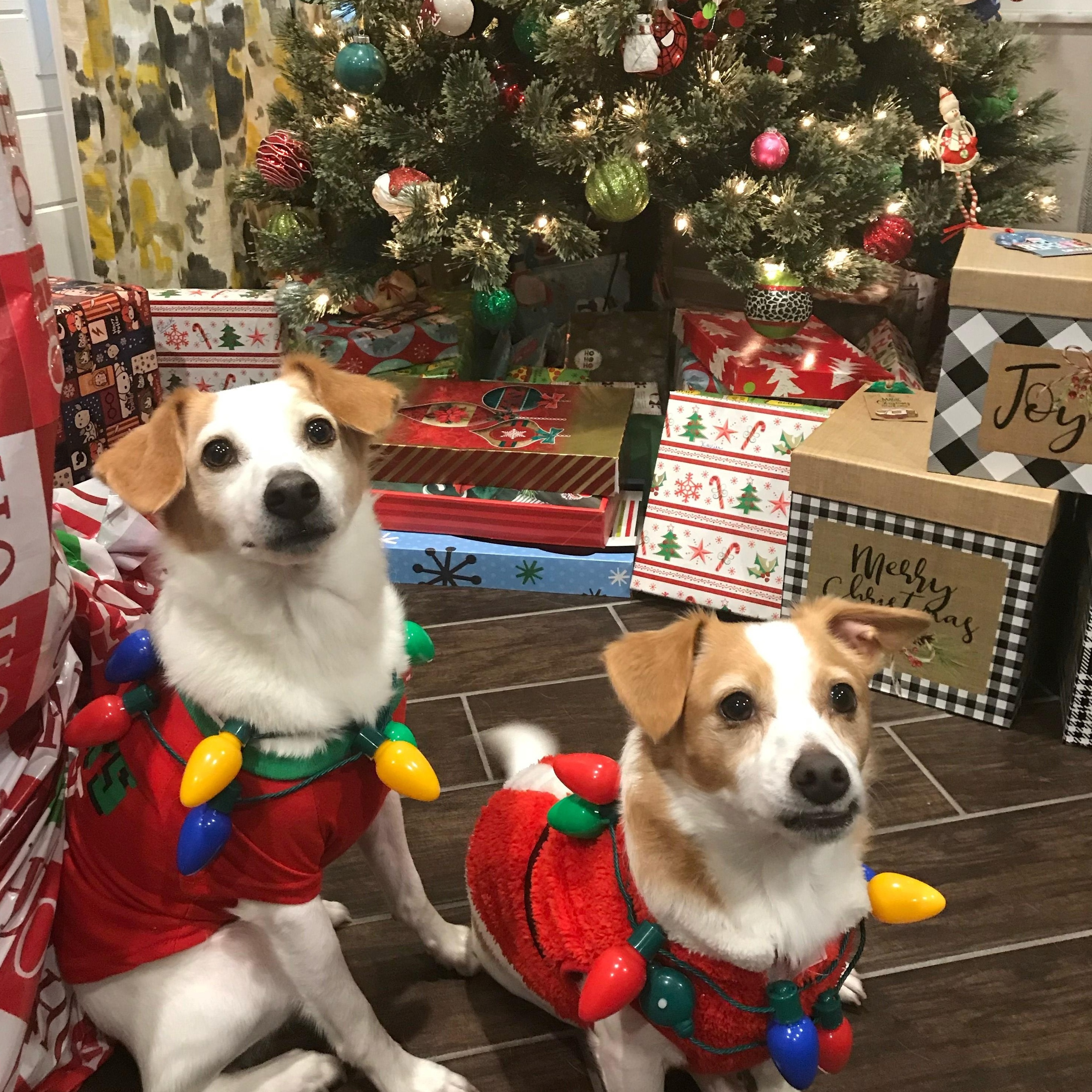 Chip and Dale, an adopted mixed breed in Palm Harbor, FL image 1/6