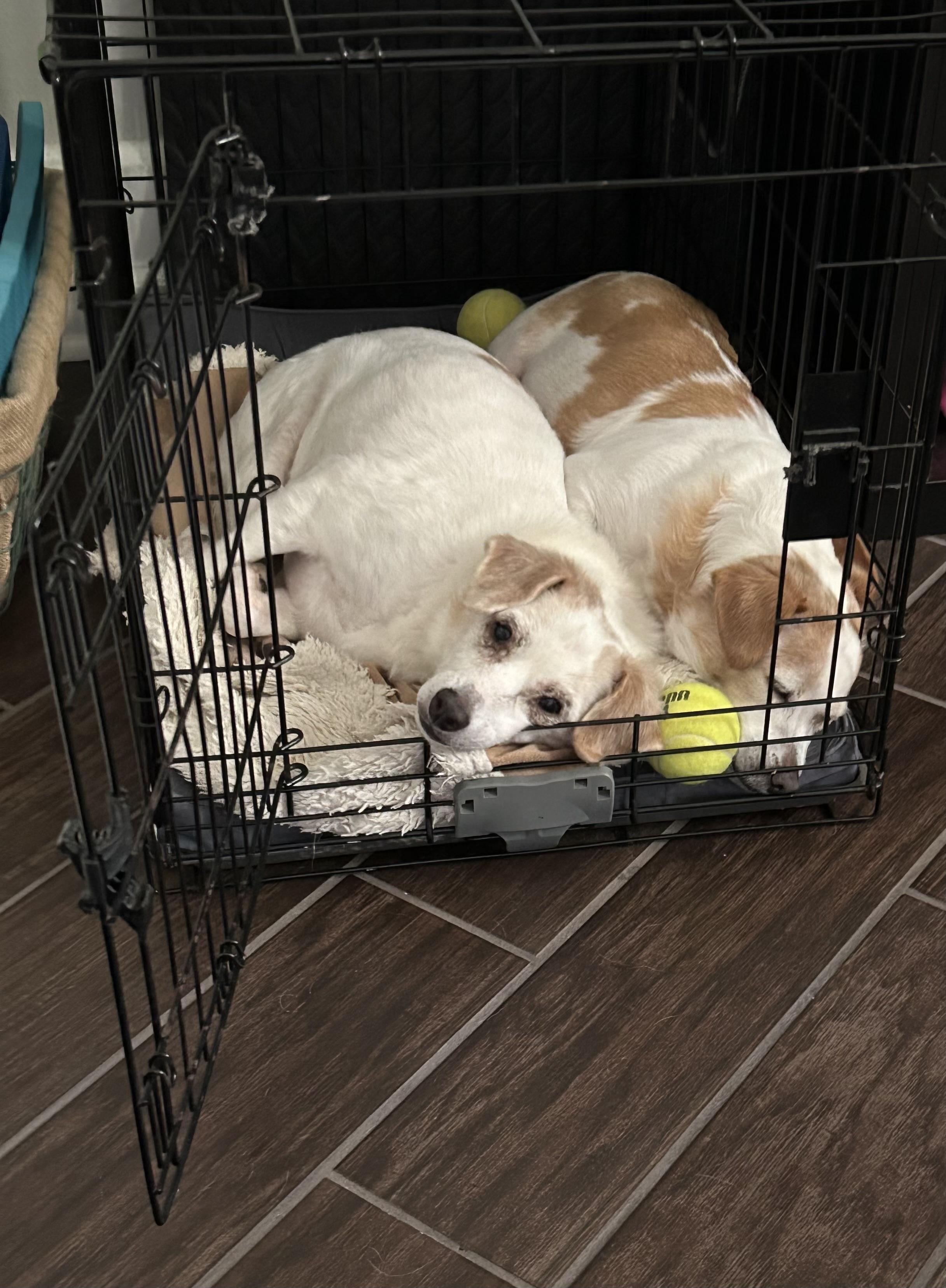 Chip and Dale, an adopted mixed breed in Palm Harbor, FL image 4/6