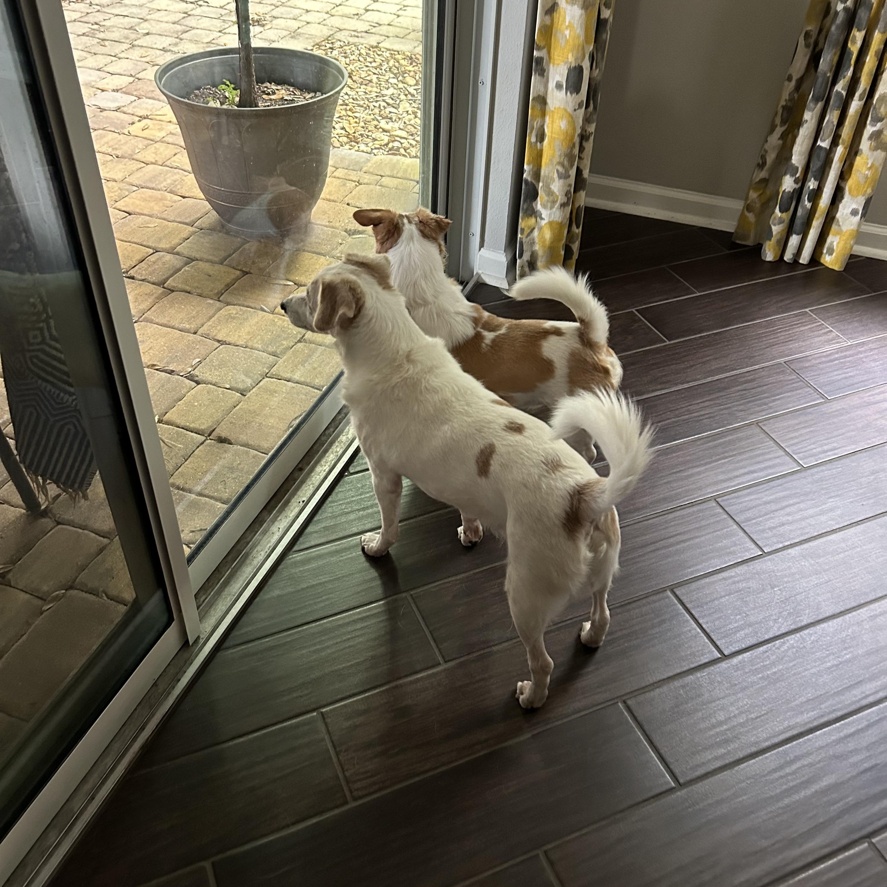 Chip and Dale, an adopted mixed breed in Palm Harbor, FL image 5/6