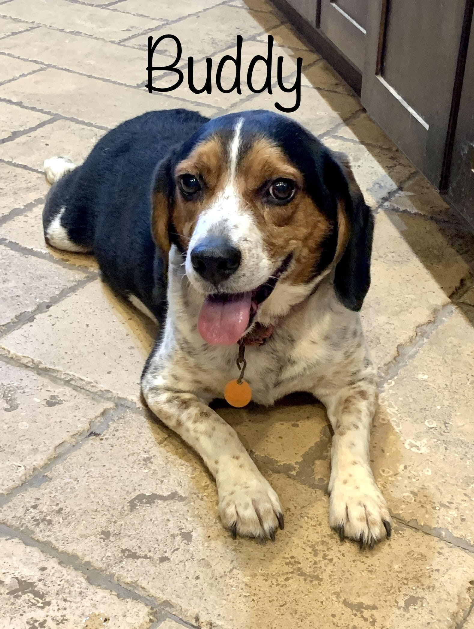 Buddy - OK, Adoptable, Adult Male Beagle.