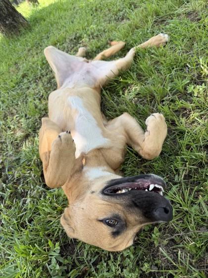 Mia Farrow (NLOL Training), Adoptable, Adult Female Mixed Breed & Mixed Breed.