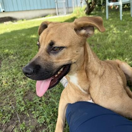 Mia Farrow (NLOL Training), a Adoptable mixed breed in New Orleans, LA image 2/3