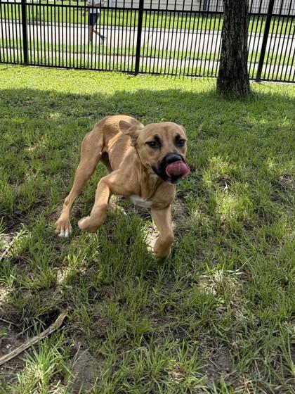 Mia Farrow (NLOL Training), a Adoptable mixed breed in New Orleans, LA image 3/3