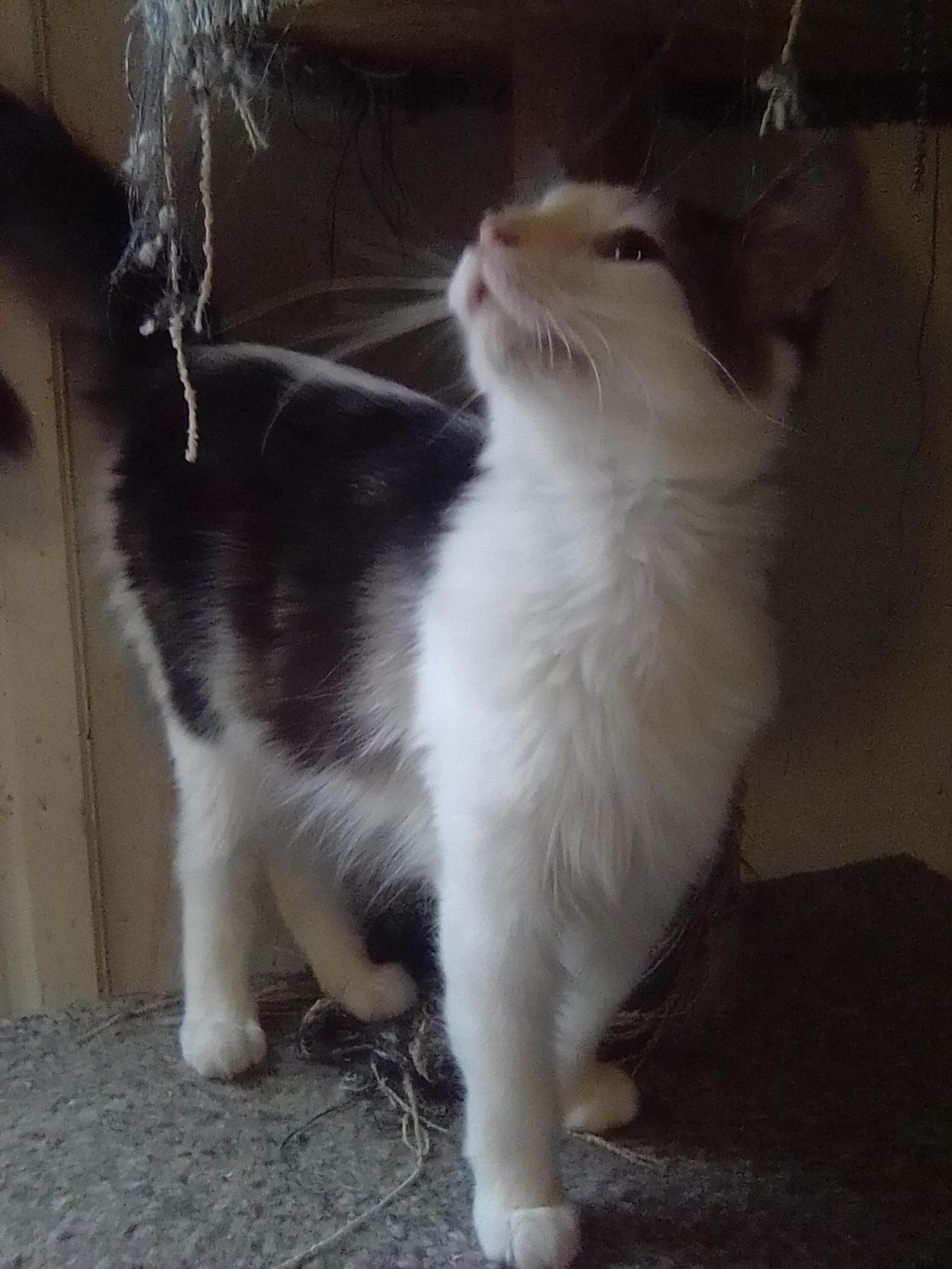 Enlarge Teddy, a ADOPTABLE Domestic Long Hair in Woodland, CA image 3/5