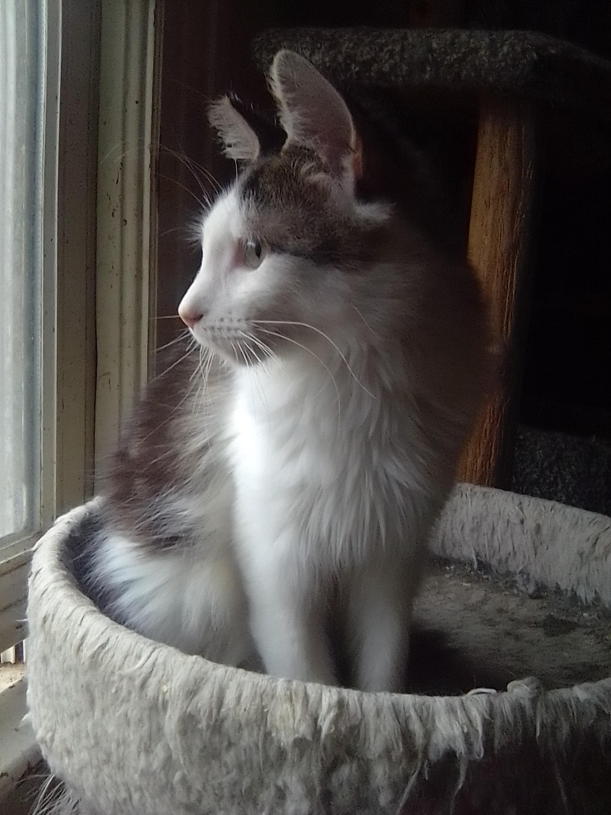 Enlarge Teddy, a ADOPTABLE Domestic Long Hair in Woodland, CA image 2/5