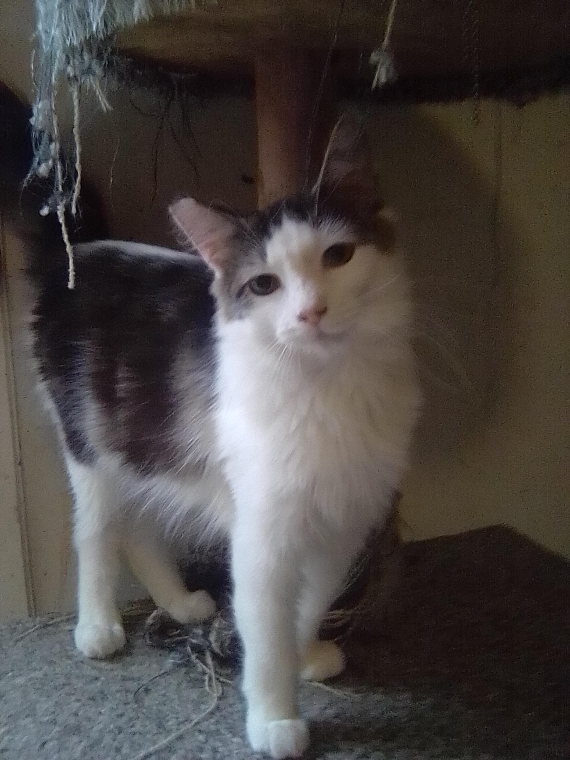 Teddy, ADOPTABLE, Young Male Domestic Long Hair.