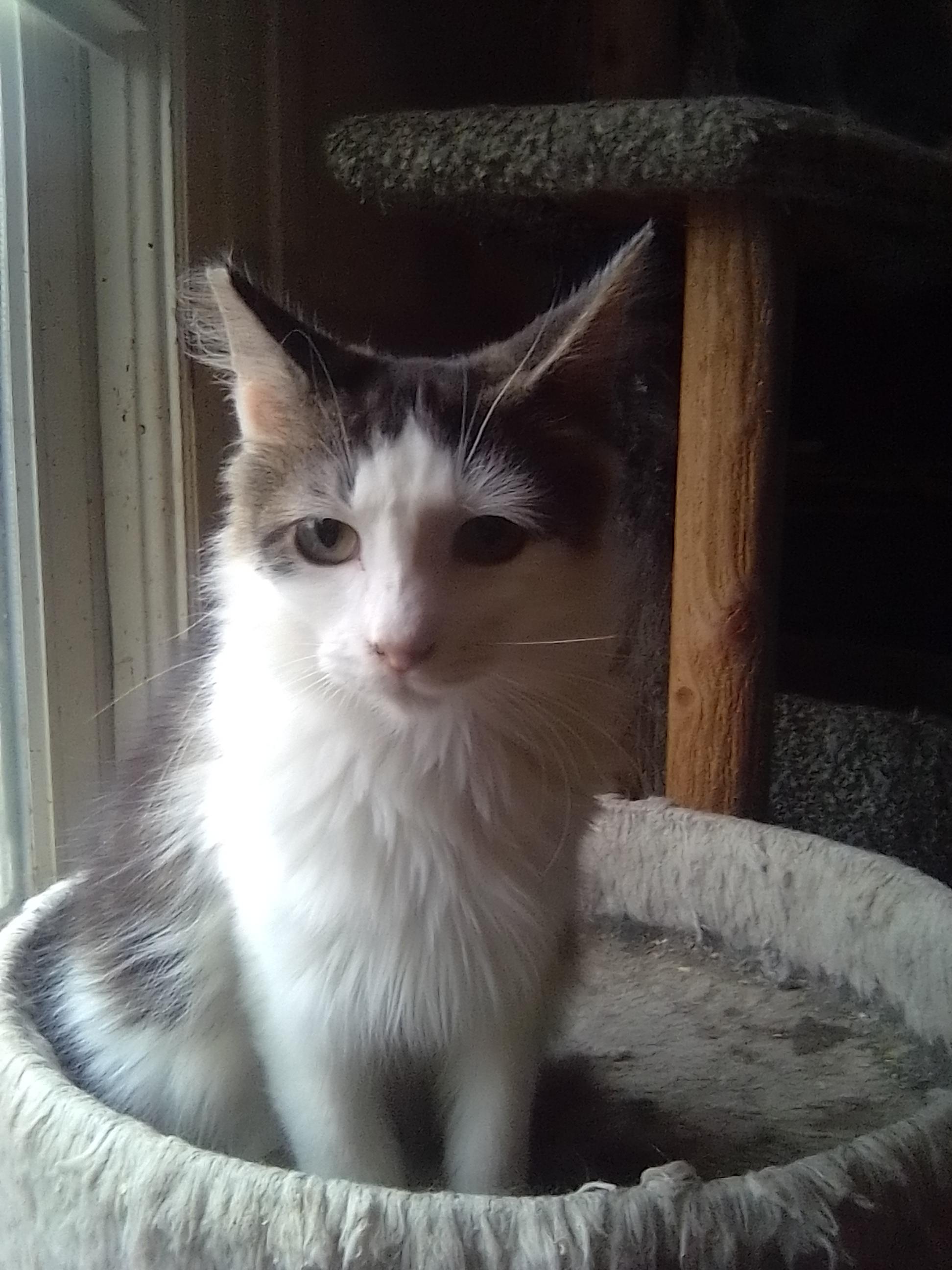 Enlarge Teddy, a ADOPTABLE Domestic Long Hair in Woodland, CA image 4/5