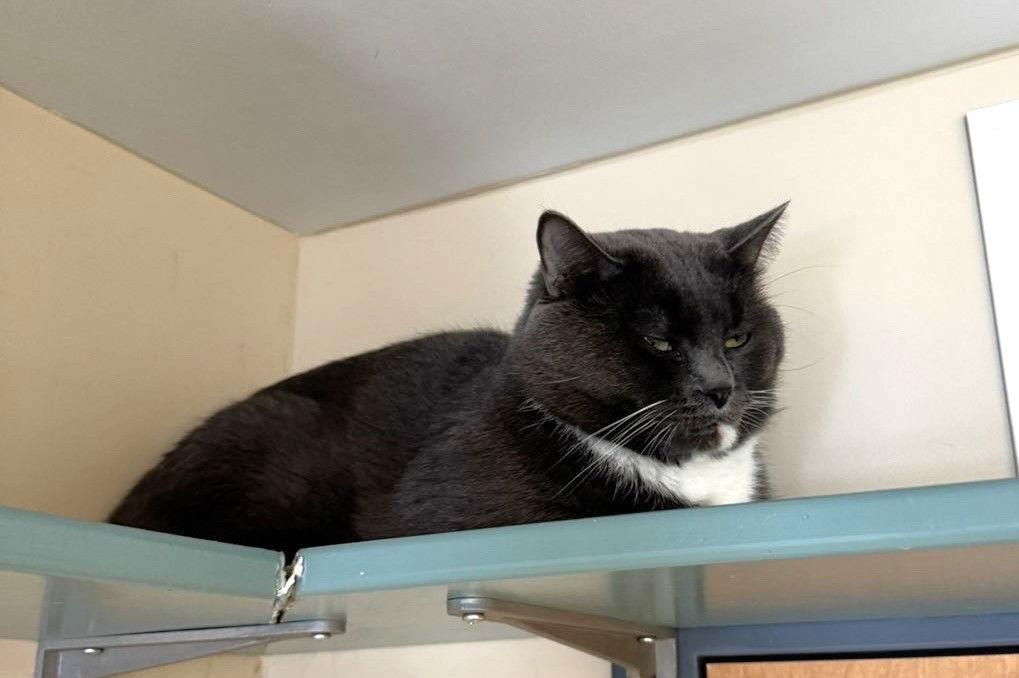 Enlarge Marvin, a Adoptable Domestic Short Hair in Arlington, VT image 1/2