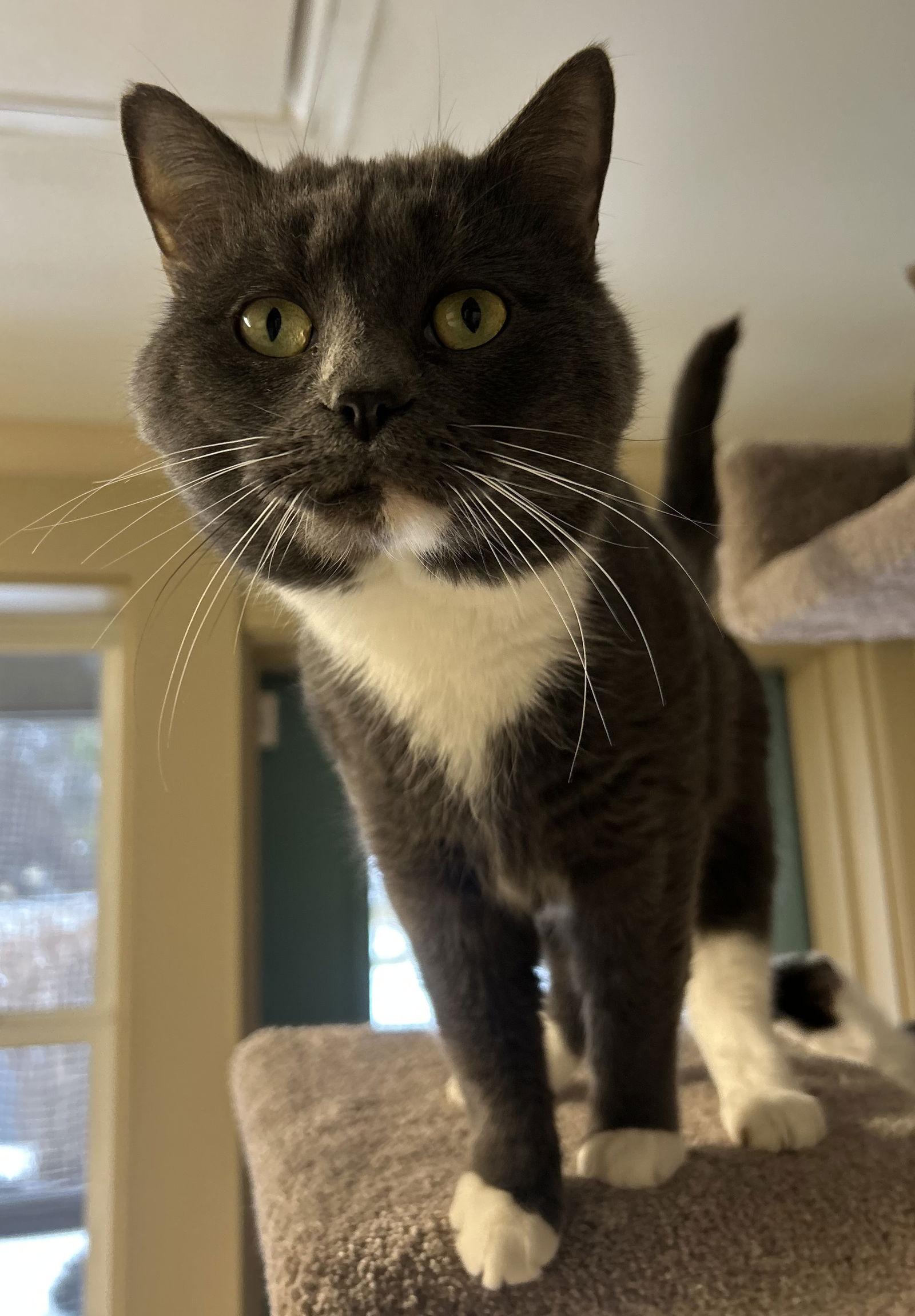 Marvin, Adoptable, Adult Male Domestic Short Hair.