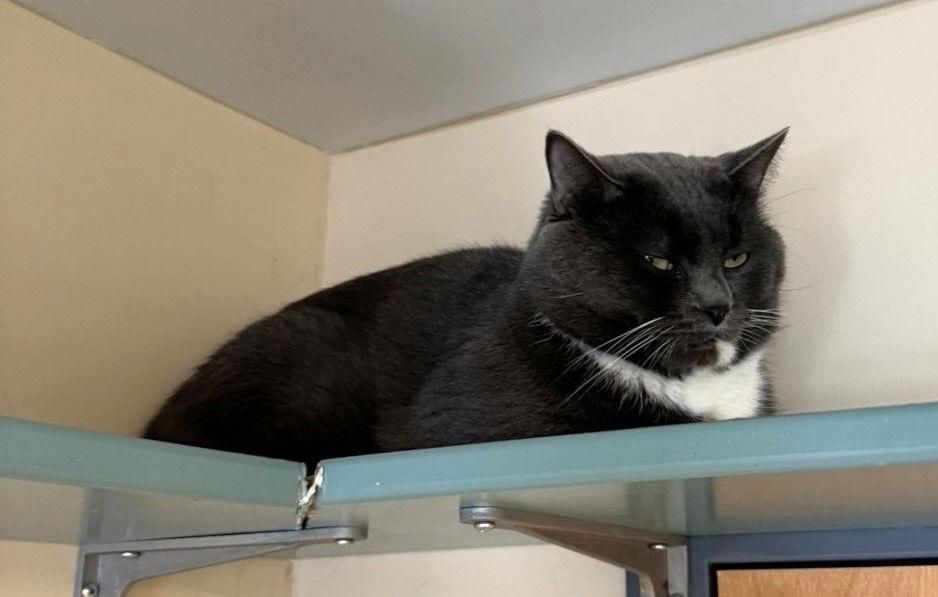 Enlarge Marvin, a Adoptable Domestic Short Hair in Arlington, VT image 2/2