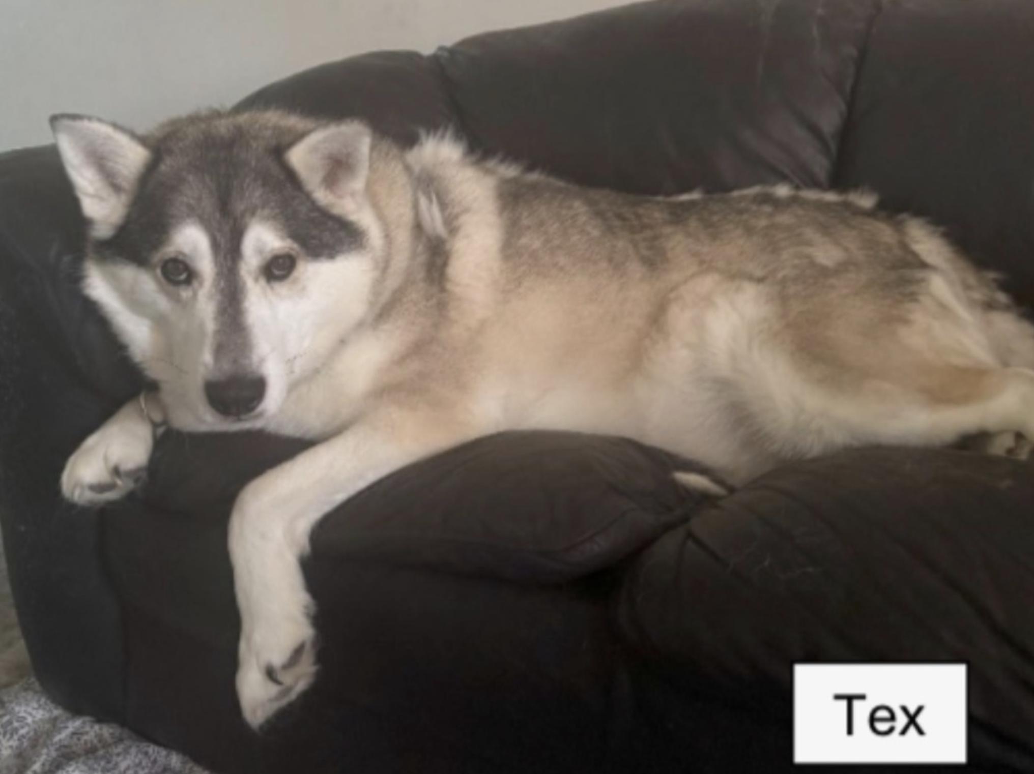 Tex and Grey, a ADOPTABLE mixed breed in Thompson, MB image 2/2