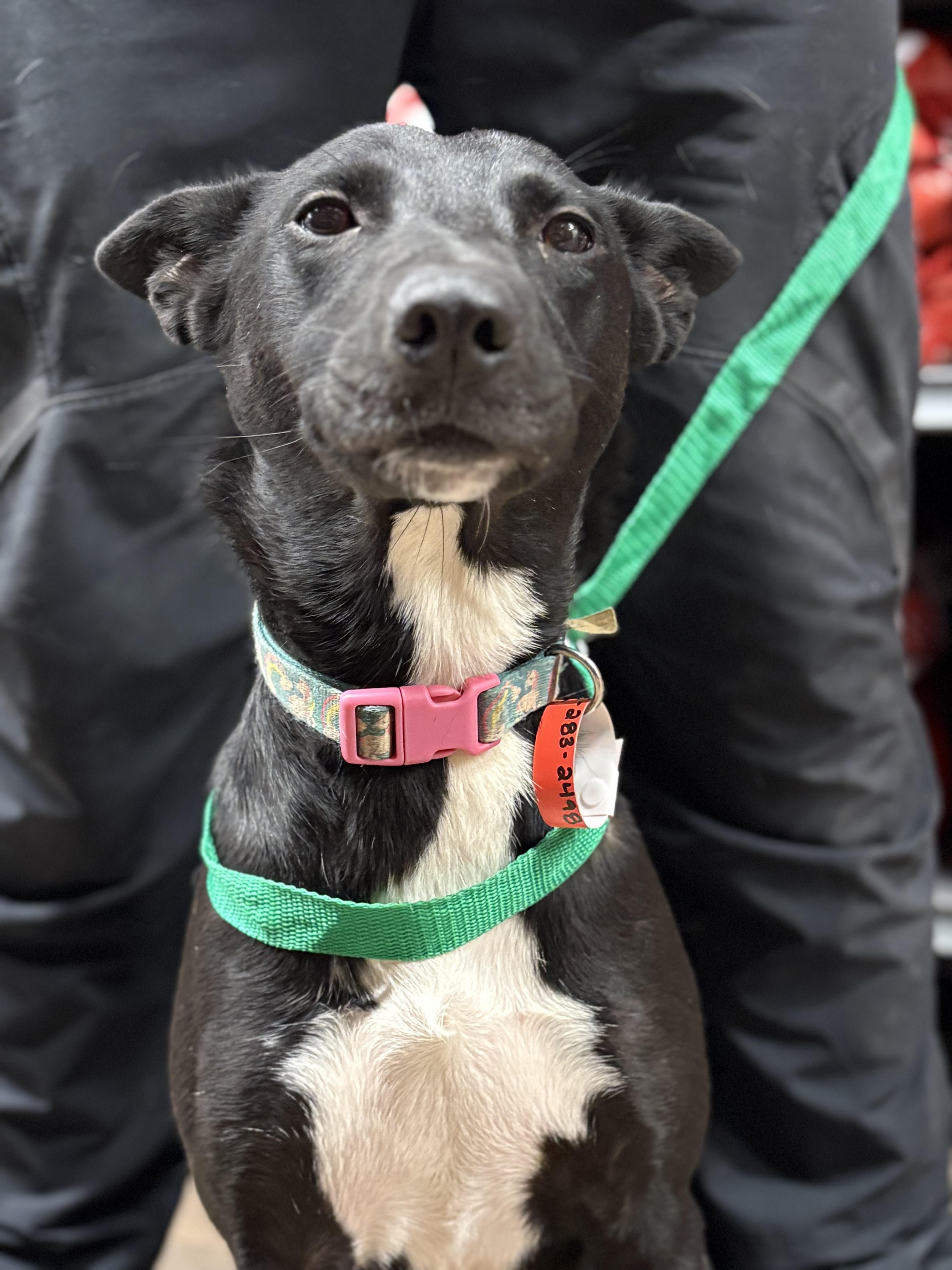 Enlarge Kathryn, a Adoptable mixed breed in Zimmerman, MN image 5/5