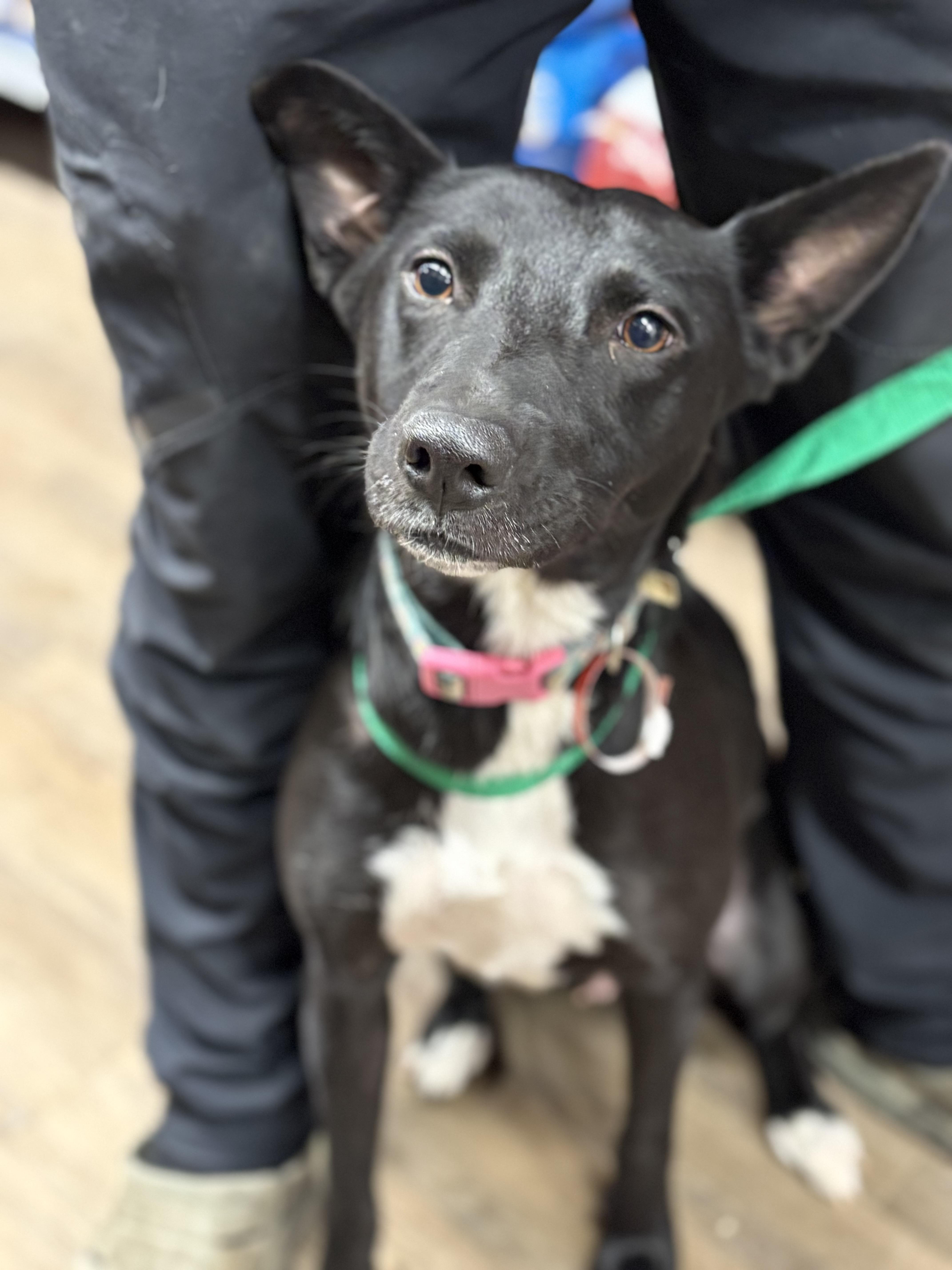 Kathryn, Adoptable, Young Female Shepherd.
