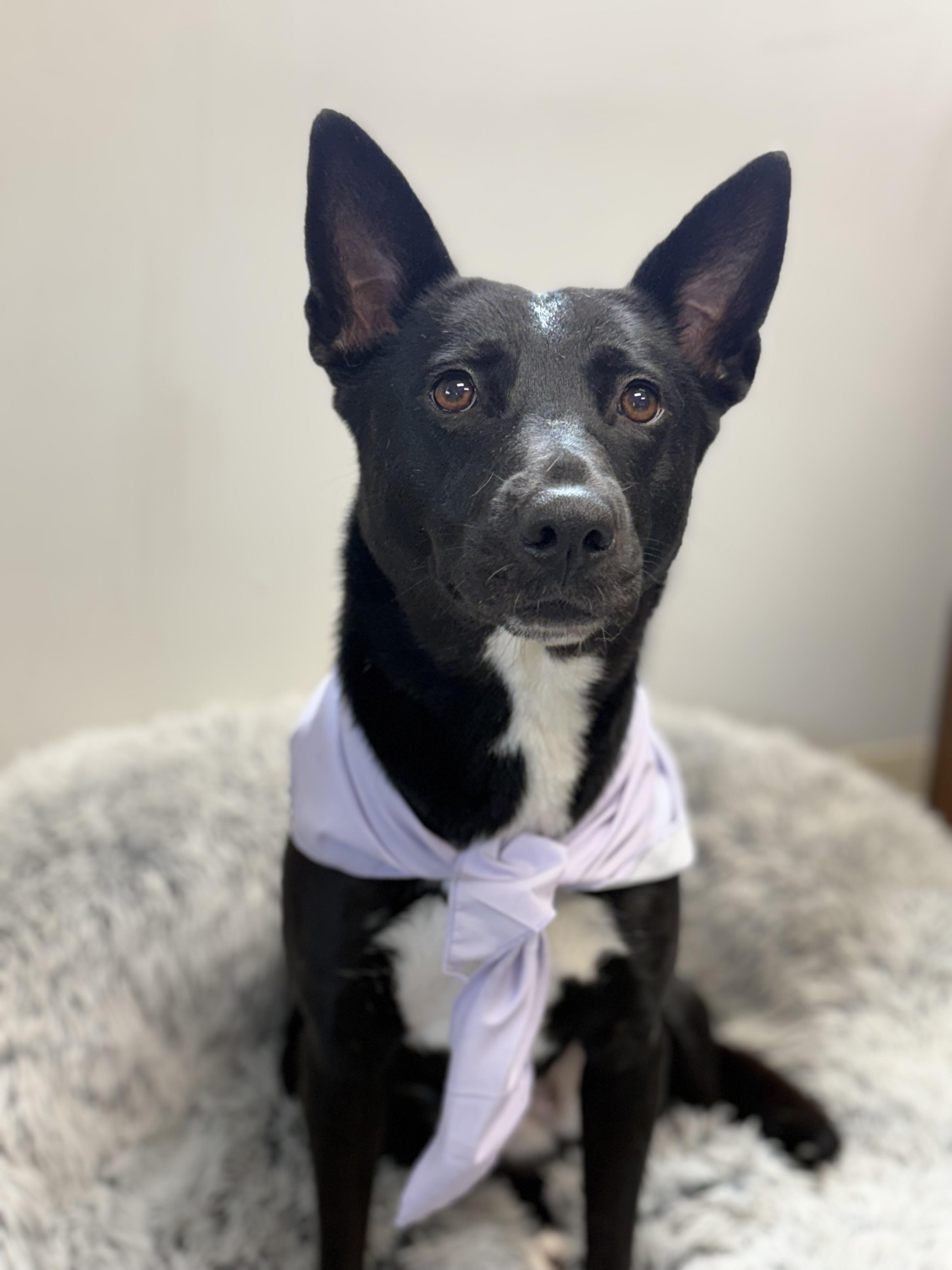 Kathryn, an adoptable mixed breed in Zimmerman, MN image 4/4