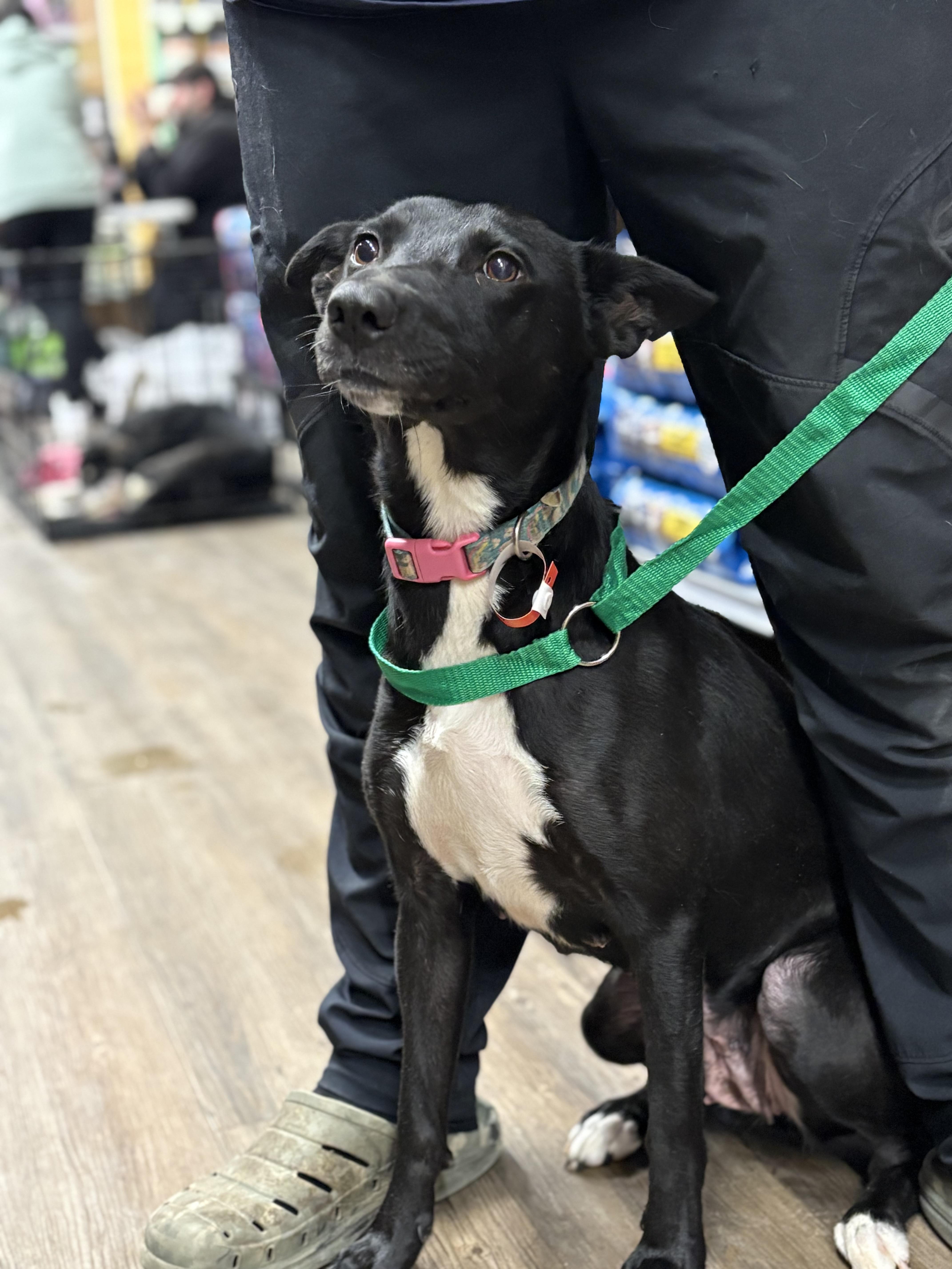 Enlarge Kathryn, a Adoptable mixed breed in Zimmerman, MN image 3/5