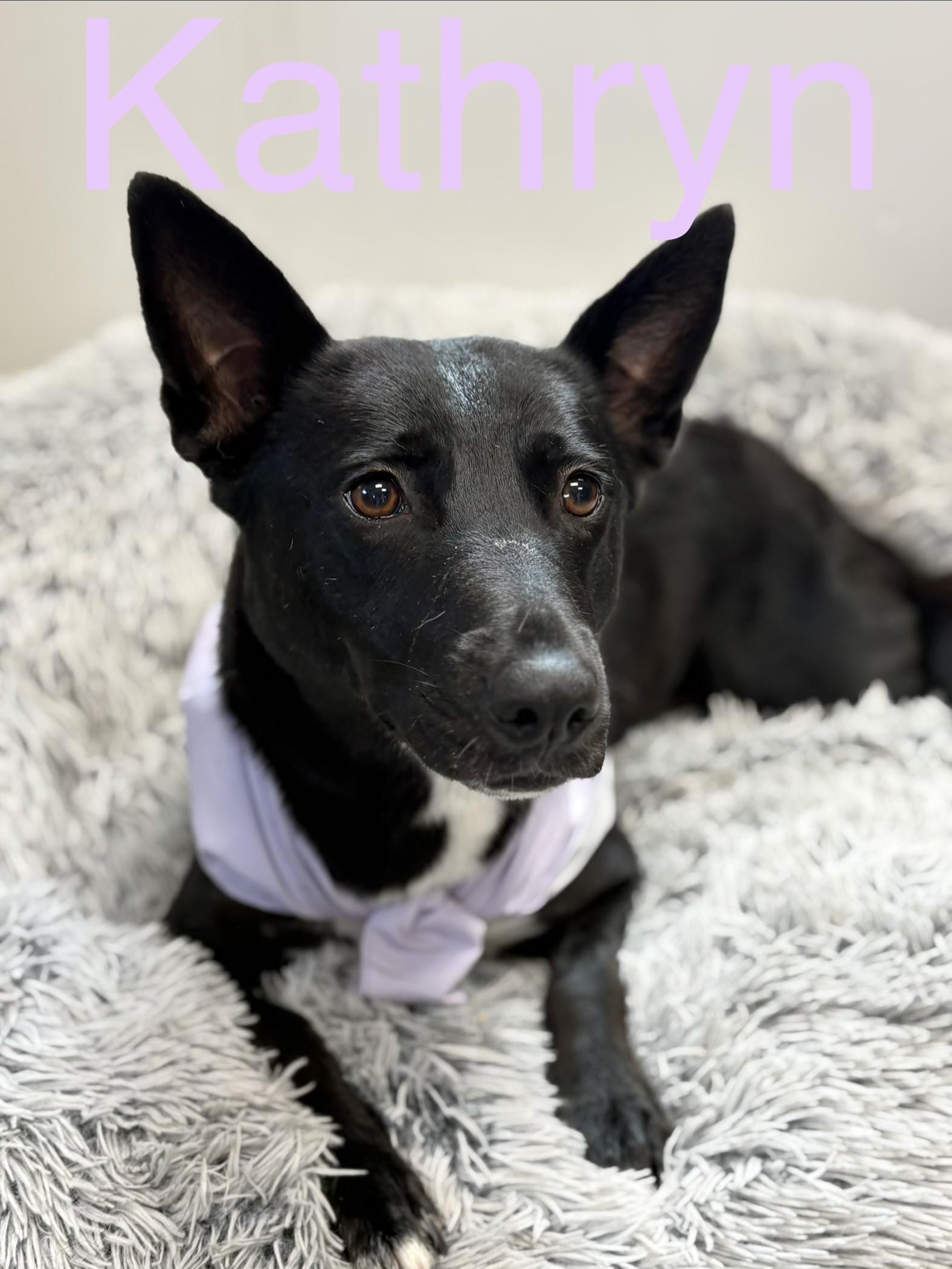 Kathryn, adoptable, Young Female Shepherd.