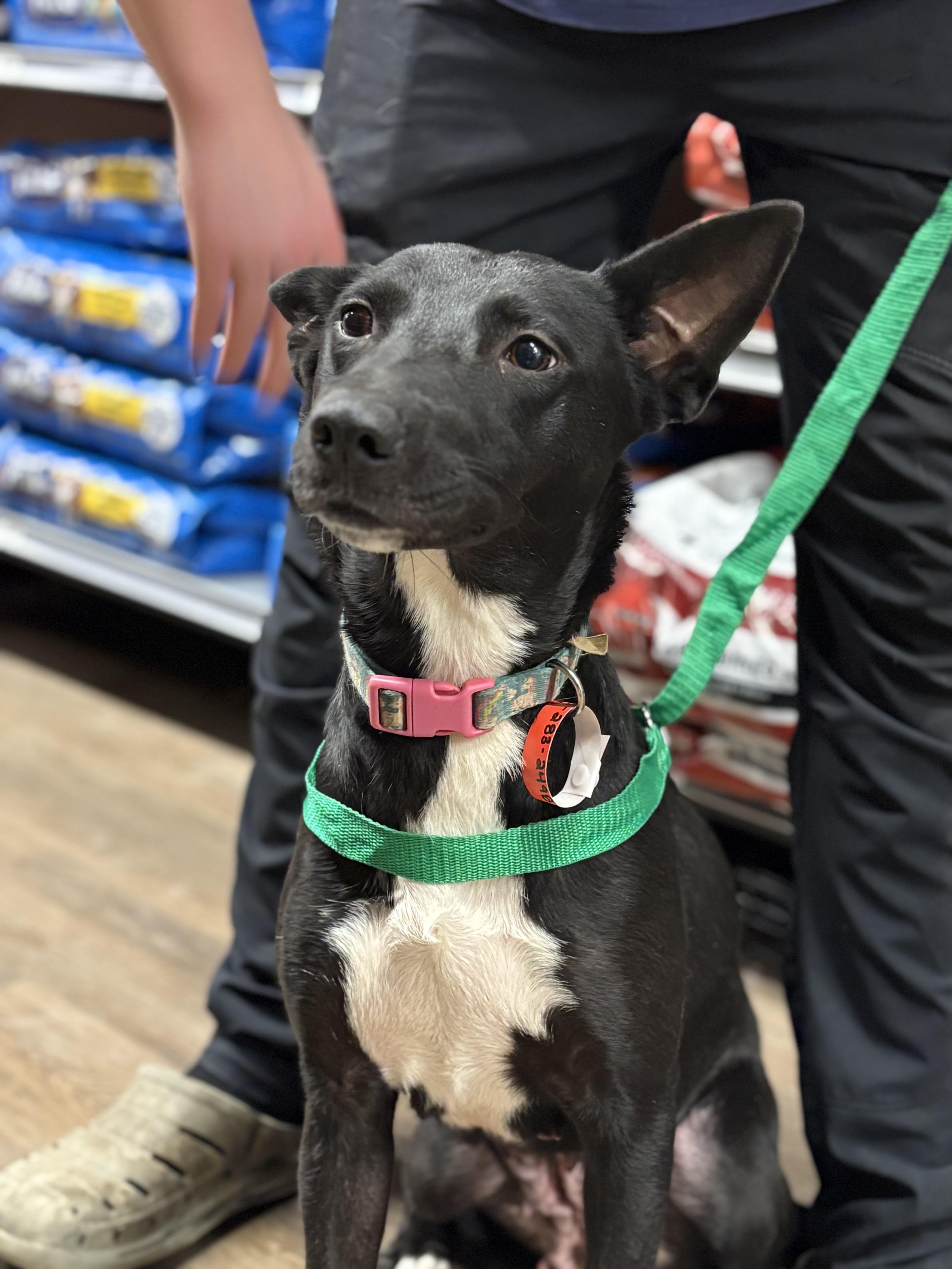 Enlarge Kathryn, a Adoptable mixed breed in Zimmerman, MN image 4/5