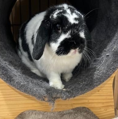 Rin, Adult Female Holland Lop
